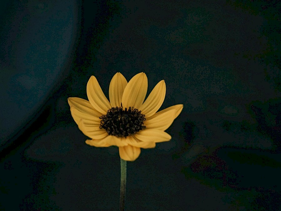 About [Photo by Itay Peer on Unsplash.com]